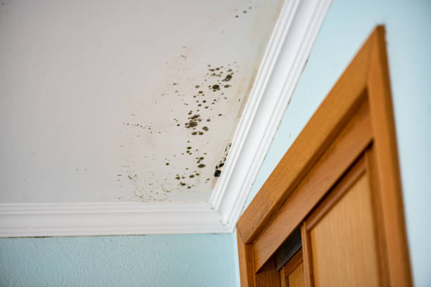 Best Bathroom Mold Remediation in Golden Valley, AZ